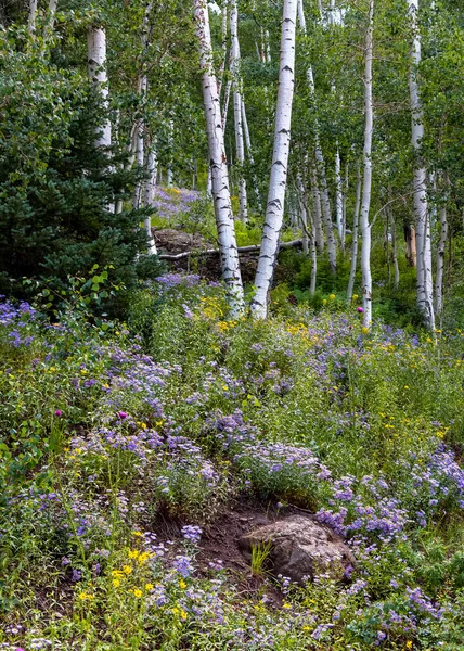 Aspen Trees Surrounded Wildflower Meadow Brush Creek Trail Colorado — Foto de Stock