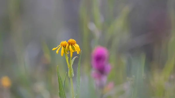 Close Shot Van Kegelbloemen Het Weiland — Stockfoto