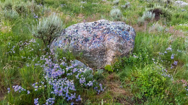Grote Kleurrijke Rotsblok Alpenweide Met Wilde Bloemen Buurt Van Crested — Stockfoto