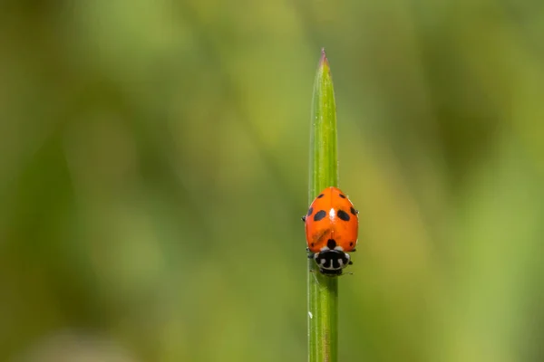 草の刃の上でLadybugのショットを閉じる — ストック写真