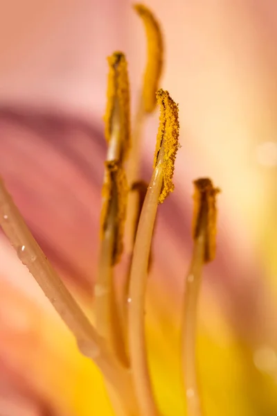 花粉やユリの花の雄蕊の極端なクローズアップ — ストック写真
