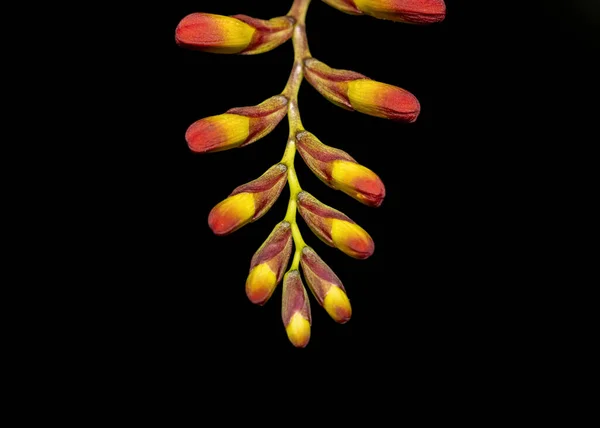 Κοντινό Πλάνο Της Crocosmia Μπουμπούκια Λουλουδιών Στο Πίσω Μέρος Του — Φωτογραφία Αρχείου