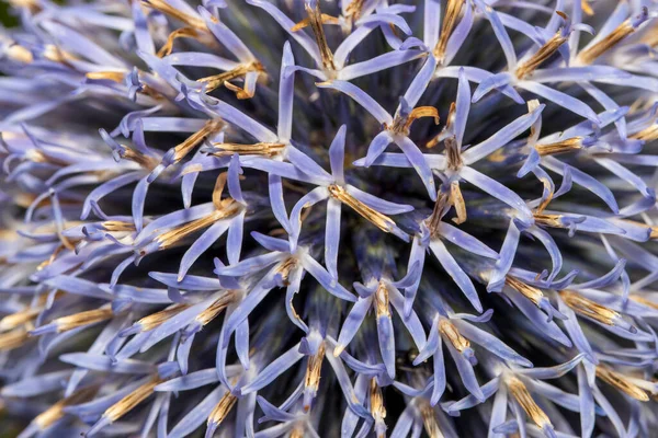 Ekstremalne Zbliżenie Zdjęcie Globe Thistle Kwiat — Zdjęcie stockowe