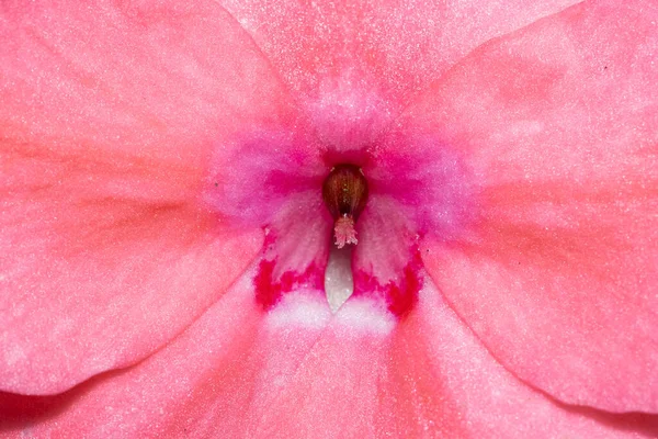 Pembe Impatiens Çiçeği Yakın Çekim — Stok fotoğraf