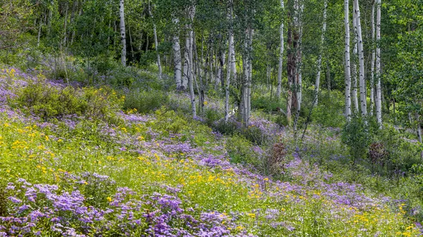 Aspen Ağaçları Colorado Daki Çalılık Dere Yolu Boyunca Kır Çiçekleriyle — Stok fotoğraf