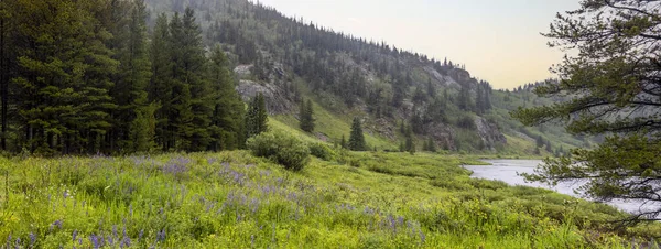 Panoramiczny Widok Łąkę Wildflower Colorado Skaliste Góry Pobliżu Przejścia Sanktuarium — Zdjęcie stockowe