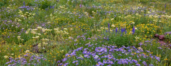 Meadow Filled Wildflowers Colorado Rocky Mountains — Stock Photo, Image