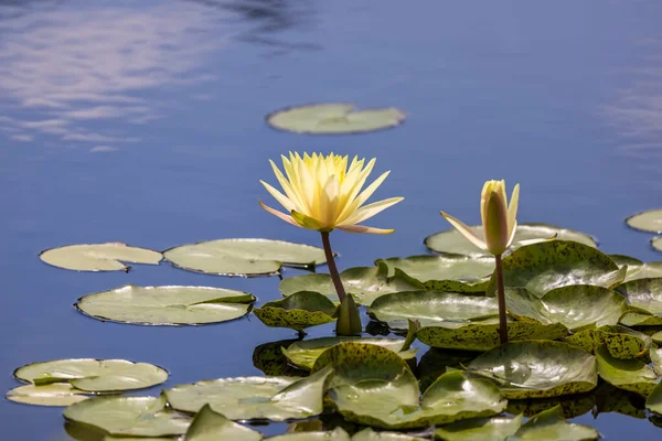 池の黄色の睡蓮の花のショットを閉じる — ストック写真