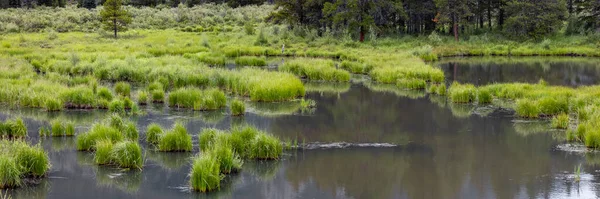 Vista Panorámica Las Tierras Pantanosas Por Río Pizarra Cerca Crested — Foto de Stock