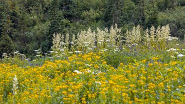 Colorado 'nun kırsal kesimindeki çayırlarda birkaç uzun Mısır Zambağı bitkisi yetişiyor.