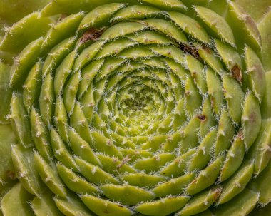 Sulu bir bitkinin yaprak desenlerini yakından çek