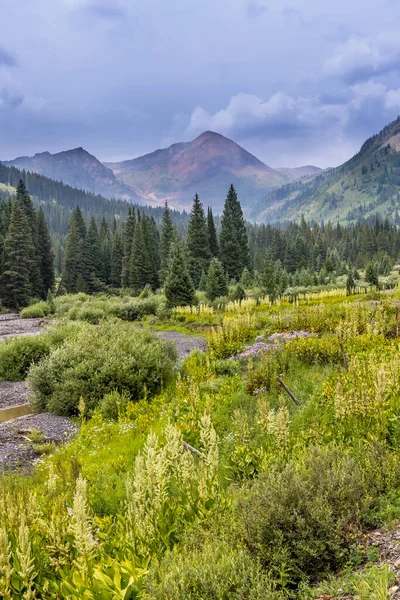 Paesaggio Prato Fiori Selvatici Ardesia Fiume Lungo Viaggio Lupine Colorado — Foto Stock