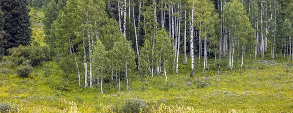 Panoramic View Aspen Tree Forest Colorado Countryside — Stock Photo, Image