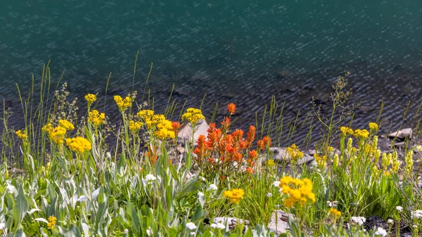 Flores Silvestres Colores Junto Orilla Del Lago —  Fotos de Stock