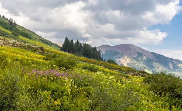 Prato Fiori Selvatici Vicino Butte Crested Colorado — Foto Stock