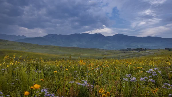 Coloridas Flores Silvestres Largo Del Sendero Snodgrass Cerca Crested Butte — Foto de Stock