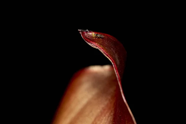 Red Canna Lily Plant Leaf Black Background — Stock Photo, Image