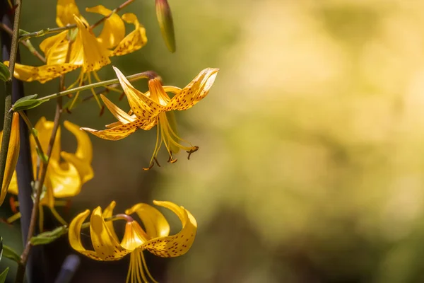Κοντινό Πλάνο Των Λουλουδιών Tiger Lily Πίσω Φως — Φωτογραφία Αρχείου
