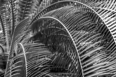 Palmiye ağaçlarının tek renkli yapraklarını yakın çekim