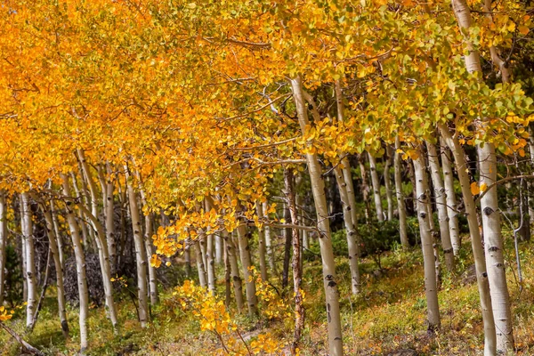 Aspen Träd Colorado Med Nedgång Lövverk — Stockfoto