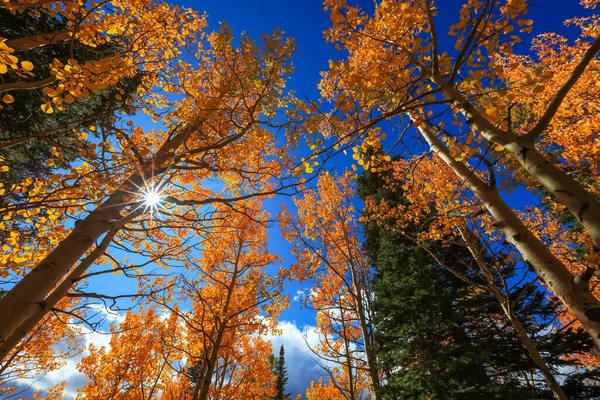 Hoge Kleurrijke Aspen Bomen Bereiken Blauwe Hemel Herfst Tijd — Stockfoto