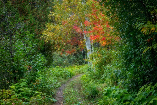 Φθινοπωρινά Χρώματα Εμφανίζονται Michigan Ξύλο Εδάφη Κατά Την Πρώιμη Εποχή — Φωτογραφία Αρχείου
