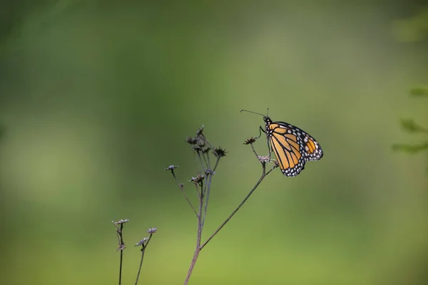 Butterfly Small Branch Plant Close Shot — Stock Photo, Image