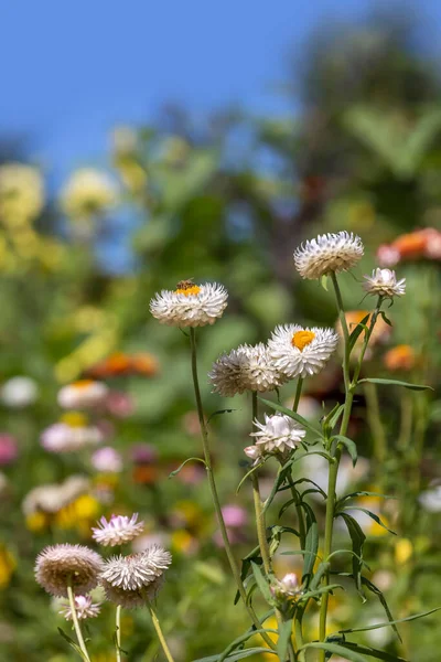 Close Shot Białych Kwiatów Dahlia Ogrodzie — Zdjęcie stockowe