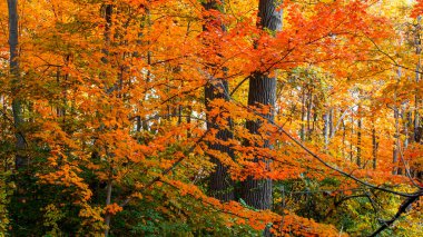 Michigan kırsalındaki ağaçlarda parlak sonbahar yaprakları