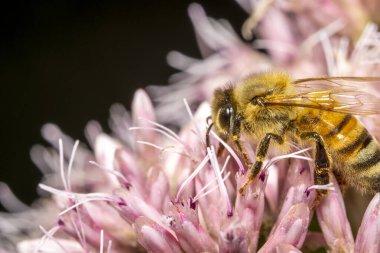 Pembe bir çiçekte bal arısının yakın çekimi