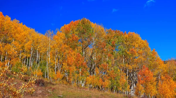 Fényes Színes Fák Csúcsidőben Ősszel Colorado Vidéken — Stock Fotó