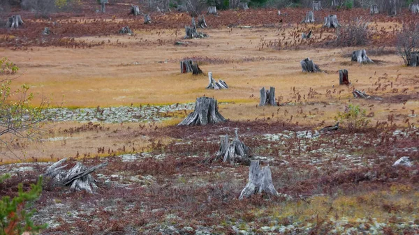 Deforestazione Alberi Tagliati Piena Terra — Foto Stock