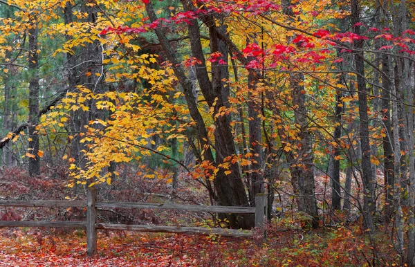 Colorful Fall Foliage Trees Autumn Time — Stock Photo, Image