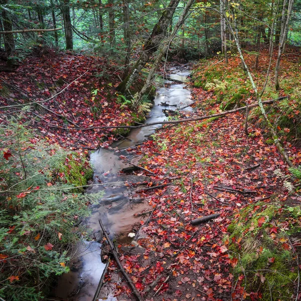 Stromende Waterstroom Het Bos Herfst — Stockfoto