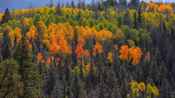 Colorado Kırsalındaki Dağın Tepesinde Renkli Sonbahar Ağaçları — Stok fotoğraf