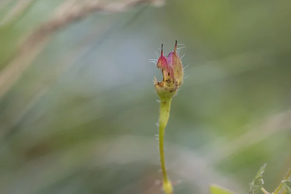 Μικρά Κόκκινα Φύλλα Φυτών Που Τρώγονται Από Έντομα — Φωτογραφία Αρχείου
