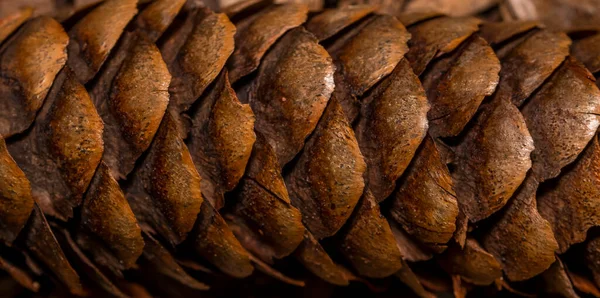 Extrémní Zblízka Záběr Pine Kužele — Stock fotografie