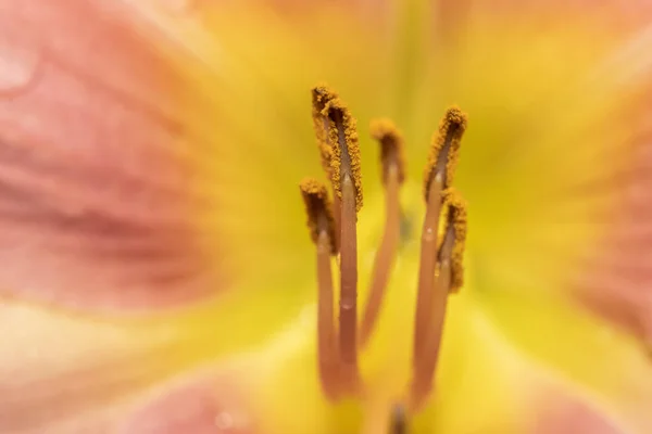 Lily Çiçeğindeki Polen Stamen Aşırı Yakın Çekim — Stok fotoğraf