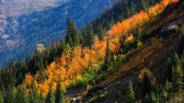 Colorado 'daki Rocky dağlarının yamaçlarında renkli sonbahar yaprakları.