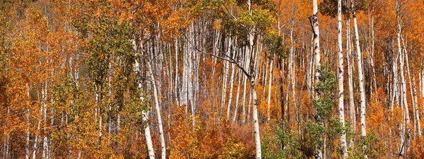 Panoramautsikt Över Färgglada Aspen Skogen Colorado — Stockfoto
