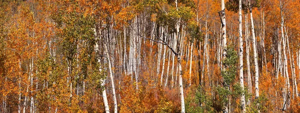 Panoramisch Uitzicht Het Kleurrijke Bos Van Aspen Colorado — Stockfoto