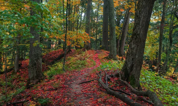 Feuillage Automne Coloré Dans Forêt Conifères Dans Péninsule Supérieure Michigan — Photo