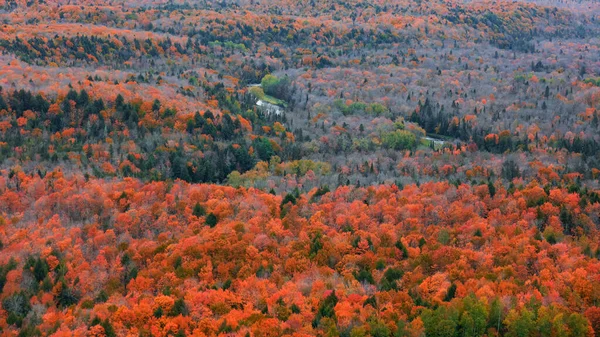 Vista Aérea Floresta Nacional Rio Negro Península Superior Michigan Durante — Fotografia de Stock