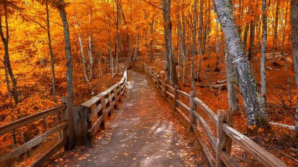 Яскраві Осінні Дерева Набережній Кінці Осені Півострові Мічиган — стокове фото