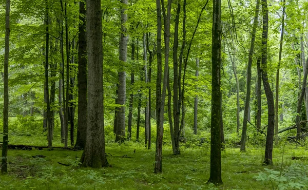 Bosques Verdes Exuberantes Verano — Foto de Stock