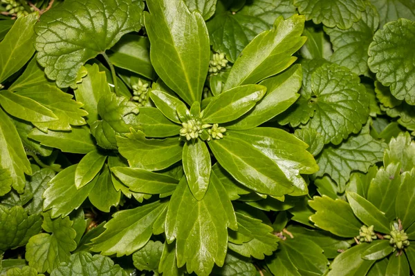 Vista Arriba Hacia Abajo Plantas Silvestres Para Uso Fondo — Foto de Stock