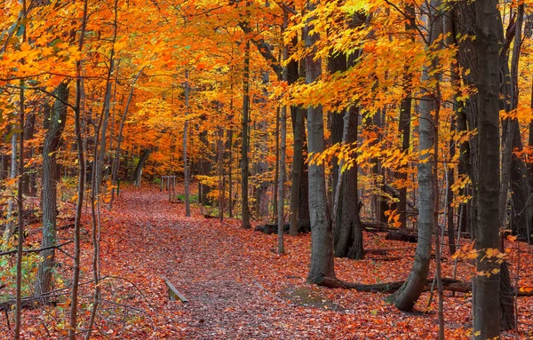 光彩夺目的秋树在风景秀丽的小径旁的最高峰色 — 图库照片