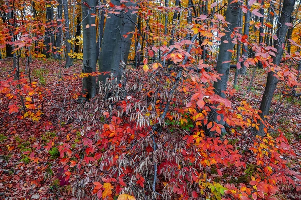 Heldere Kleurrijke Herfst Gebladerte Piek Herfst — Stockfoto