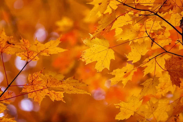 Heldere Kleurrijke Herfst Gebladerte Van Esdoorn Bladeren — Stockfoto