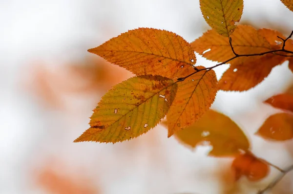 Colpo Vicino Foglie Betulla Autunno — Foto Stock